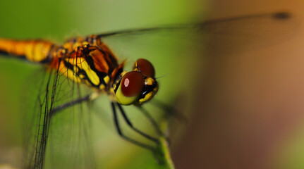 dragonfly sitting on grass stalks, beautiful macro detail