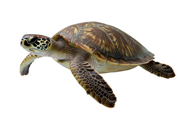Obraz premium Graceful sea turtle in watercolor, cut out