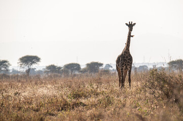 giraffe in the wild