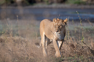 lion cub in serengeti national park serengeti