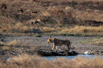lion cub in the savannah