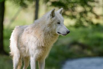 Fototapeta premium View on a beautiful arctic wolf in the forest in Fran