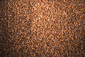 Wheat grains background, seeds texture, top view