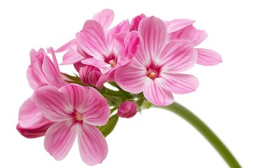 Fototapeta premium Close-up of delicate pink flowers against white background