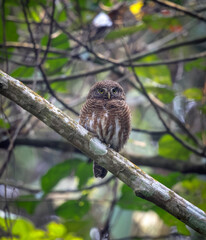 Asian Barred Owlet on tree.asian barred owlet is a species of true owl, resident in northern parts of the Indian Subcontinent and parts of Southeast Asia.