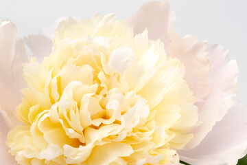 Peonies flowers. Floral beautifull background. Closeup. Nature.
