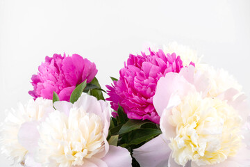 Floral spring background. Pink peonies and petals. Close-up. Soft focus. Nature