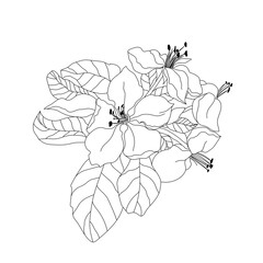 line art botanic illustration. Branch with apple flower and leaves. Classic retro design element.