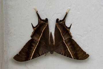 The Laos brown butterfly hangs on a white wall in Vientiane, Laos, Asia