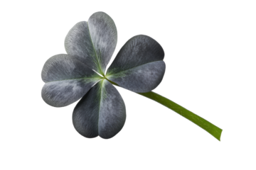 Three leaf clover close-up for botanical use, cut out