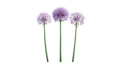 Three Purple Allium Flowers on White - Three delicate purple allium flowers with long stems against a clean white background. Perfect for spring or summer themes