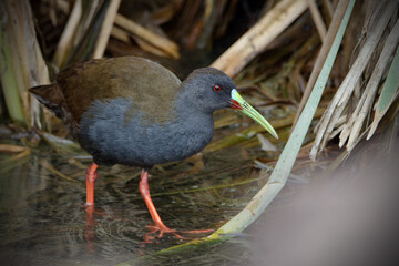Landbeck's Rail (Pardirallus sanguinolentus) on a wetland