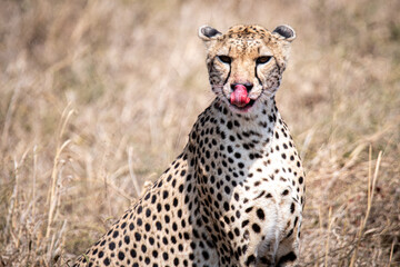 cheetah in the savannah