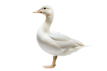 Obraz premium Duck standing on its feet in a natural pose, cut out