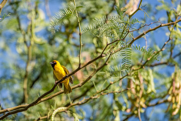  Southern Masked Weaver bird on branch, near Hoachanas, Namibia