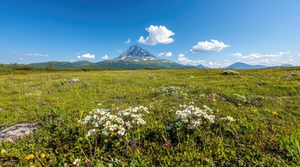 Mountain wildflowers under a summer sky
