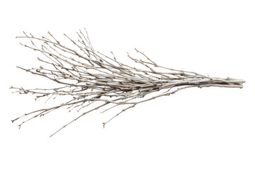 White willow branch with delicate twigs and buds, cut out