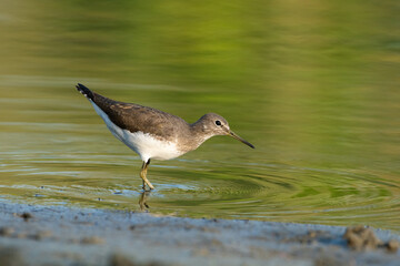 A winter visitor to North East India.Mainly forages near waterbobody .