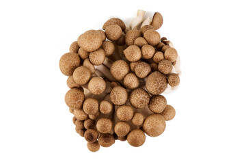 Fresh Brown Beech Mushrooms, Isolated on White Background.