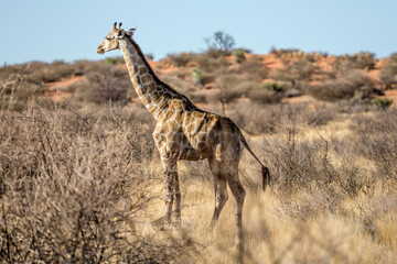Giraffe among bushes in Kalahari green desert countryside, near Hoachanas, Namibia