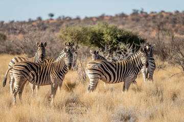 group of Zebra in tall grass at Kalahari green desert countryside, near Hoachanas, Namibia