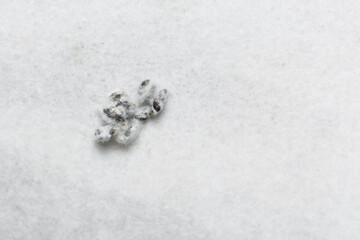 Overhead view of organic cotton seed with lint on a white background, process of delinting cotton seeds 