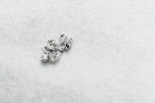 Overhead view of organic cotton seed with lint on a white background, process of delinting cotton seeds 