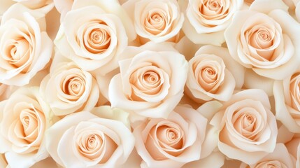 Elegant cream roses displayed in soft light highlighting delicate petals and romantic beauty