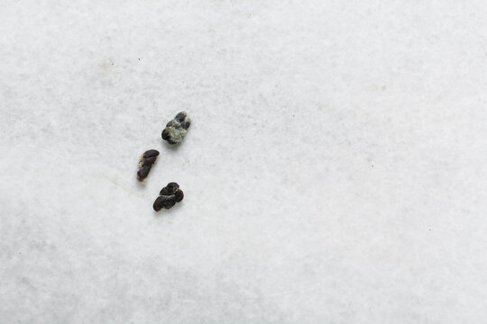 Overhead view of organic cotton seed with lint on a white background, process of delinting cotton seeds 