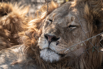 close up of a lion