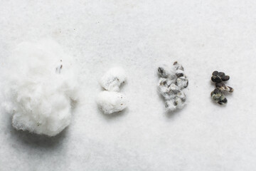 Overhead view of organic cotton seed with lint on a white background, process of delinting cotton seeds 
