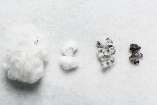 Overhead view of organic cotton seed with lint on a white background, process of delinting cotton seeds 