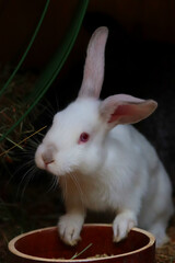 eared rabbit in the barn beautifully white