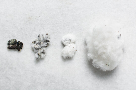 Overhead view of organic cotton seed with lint on a white background, process of delinting cotton seeds 