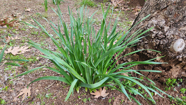 After blooming period in winter, green leaves of the paperwhite (Narcissus tazetta), a fragrant, winter-blooming bulb that produces clusters of white or yellow flowers.