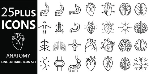 Editable Anatomy Icons Set for Heart, Brain, Stomach, Lungs, and Internal Organs in Medical, Healthcare, and Biological Diagrams.