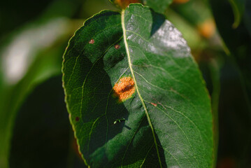 Close up of pear leaf with pear rust infestation. Pear rust is fungal disease of pear trees, causing bright orange spots on the leaves. Orange-red spots on leaves.