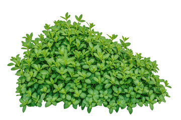 Obraz premium Vibrant young plant with lush green leaves, cut out