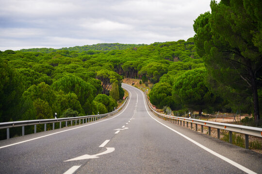 Winding road passing through the Pinar de Almorox (pinewood of Almorox) in the province of Toledo in Castilla-La Mancha, Spain