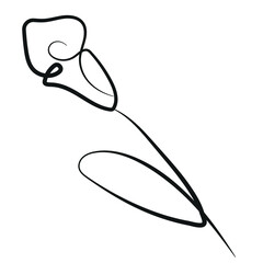calla lily flower simple icon with stems in line art style drawn with original outline, for logos, designs or ornaments