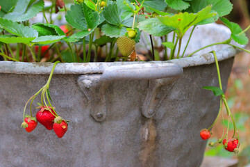 old strawberry flowerpot with a pair of strawberries