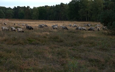 Wildly blooming calluna vulgaris, settled in a uncut, meadow, part from a herd sheeps on pasture in the background trees near Haltern Germany