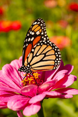 Monarch Butterfly on Zinnia Flower