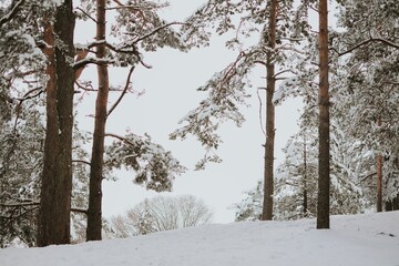 Frozen winter trees due to severe frost in Europe. Cold weather has arrived