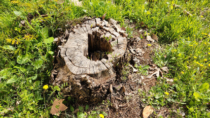 The decaying stump of a Peruvian pepper tree cut down due to old age represents the end of its life cycle