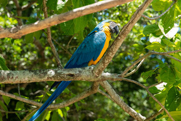 blue and gold macaw