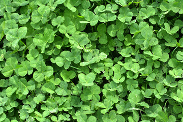 In the spring field young clover grows