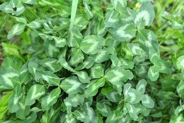 In the spring field young clover grows