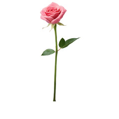 red rose isolated on white, red rose isolated on white background, A single red rose bloom, isolated on white, embodies floral beauty and romantic love