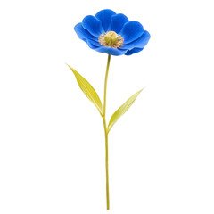 blue flower isolated, blue flower isolated on white, blue flower isolated on white background, A beautiful blue floral blossom isolated on a white background